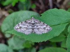 Paradarisa consonaria