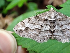 Paradarisa consonaria