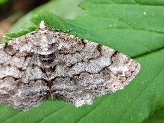 Paradarisa consonaria