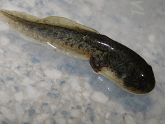 Odontophrynus