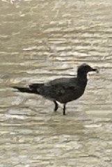 Leucophaeus fuliginosus