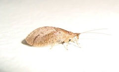 Nusalala tessellata