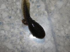 Odontophrynus