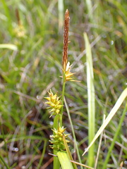 Carex pyrenaica