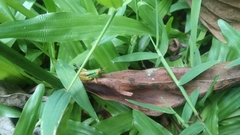 Caryanda spuria