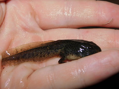 Odontophrynus