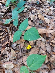 Vigna umbellata