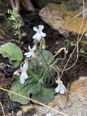 Streptocarpus pentherianus