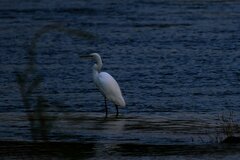 Ardea alba melanorhynchos