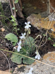 Streptocarpus pentherianus