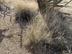 Muhlenbergia porteri
