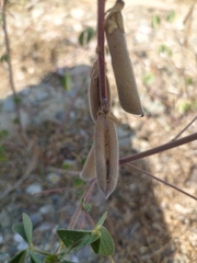 Crotalaria incana