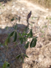 Crotalaria incana