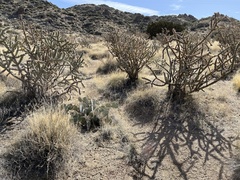 Muhlenbergia porteri