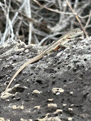 Microlophus bivittatus