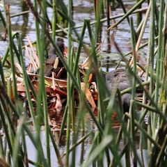 Gallinula tenebrosa tenebrosa