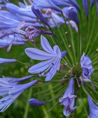 Agapanthus praecox