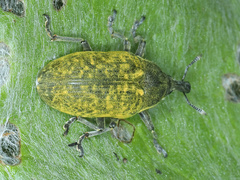 Larinus latus