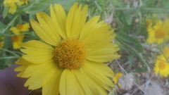 Verbesina encelioides