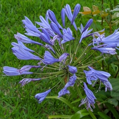 Agapanthus praecox