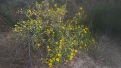 Verbesina encelioides