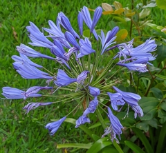 Agapanthus praecox