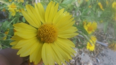 Verbesina encelioides