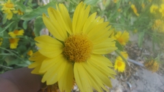 Verbesina encelioides