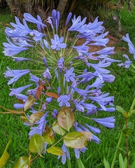 Agapanthus praecox