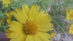 Verbesina encelioides