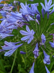 Agapanthus praecox