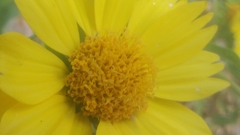 Verbesina encelioides