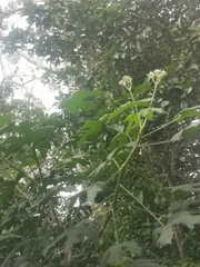 Cnidoscolus aconitifolius