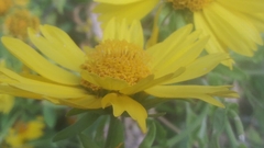 Verbesina encelioides