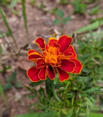 Tagetes patula