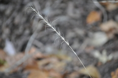 Elymus interruptus
