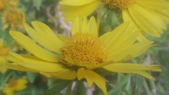 Verbesina encelioides