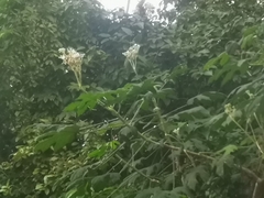 Cnidoscolus aconitifolius