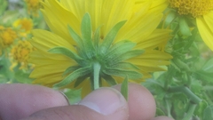 Verbesina encelioides