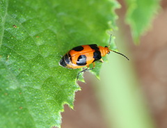 Aulacophora hilaris