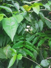 Cnidoscolus aconitifolius