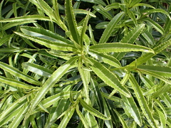 Melicytus lanceolatus
