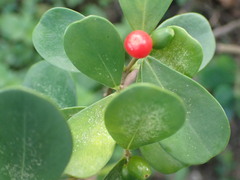 Wikstroemia retusa