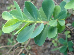 Wikstroemia retusa