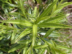 Melicytus lanceolatus