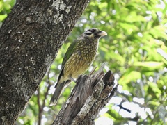 Ailuroedus maculosus