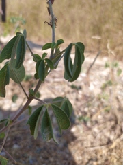 Crotalaria incana