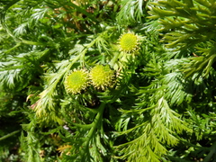 Leptinella plumosa
