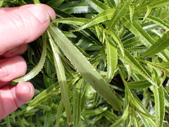 Melicytus lanceolatus