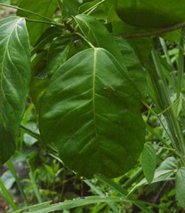 Dendropanax arboreus